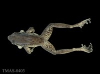 藏品(斯文豪氏赤蛙)的圖片